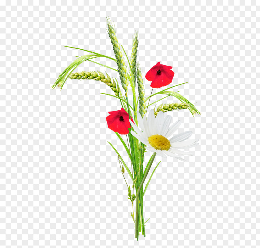 Cartoon Creative Flower Plant Wheat Poppy Clip Art PNG