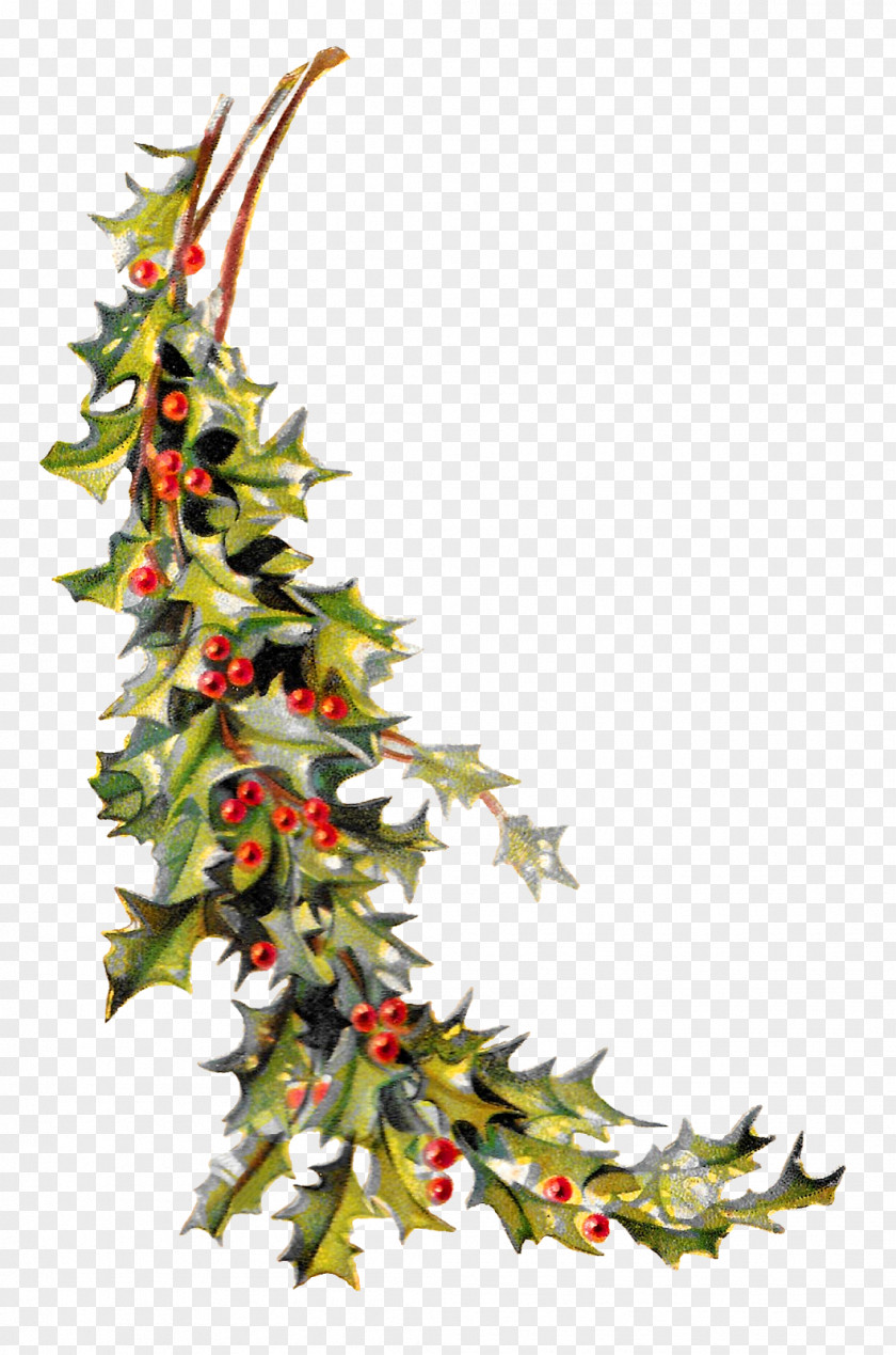 HOLLY Christmas Ornament Common Holly Clip Art PNG