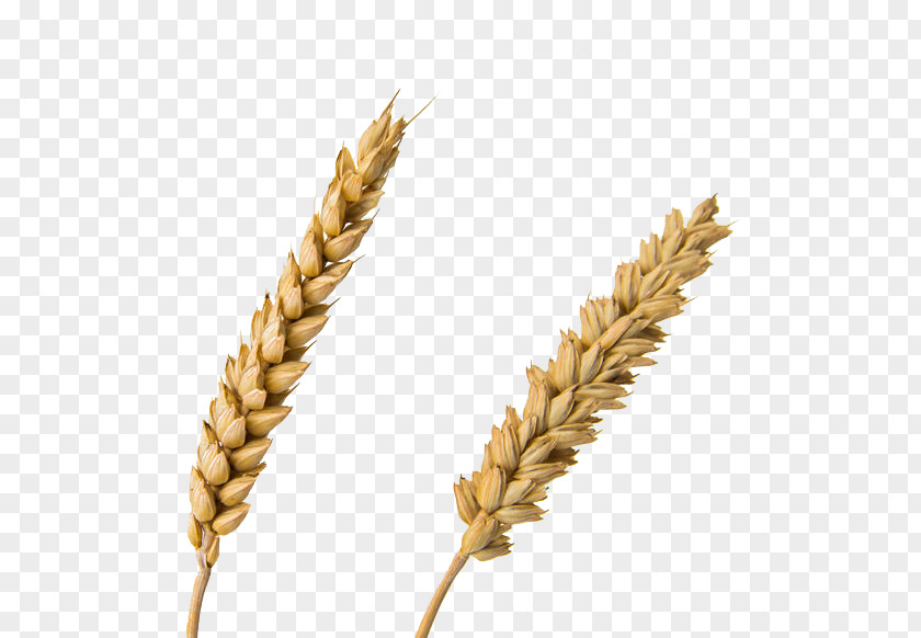 2 Strains Of Wheat Emmer Einkorn Durum Spelt Common PNG