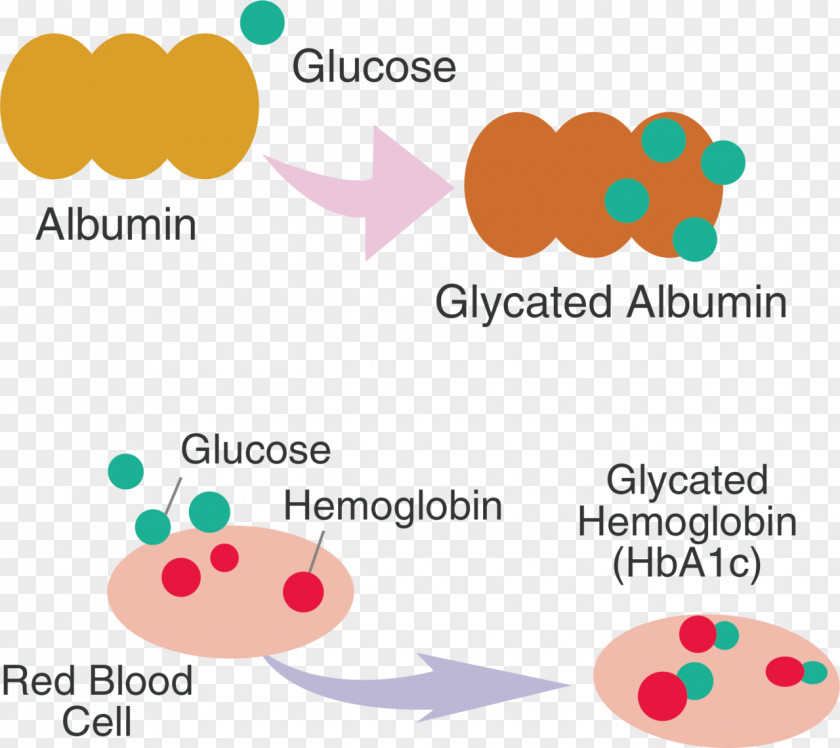 Albuminpapier Glycation Hemoglobin A1C Fructosamine Diabetes Mellitus Albumin PNG