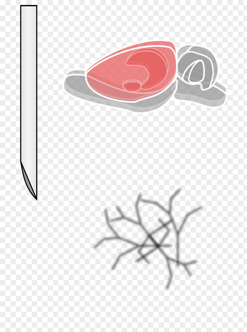 Cartoon Brain Laboratory Rat Drawing Clip Art PNG