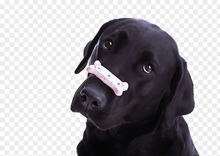 Dog Labrador Retriever Nose Snout Sporting Group PNG