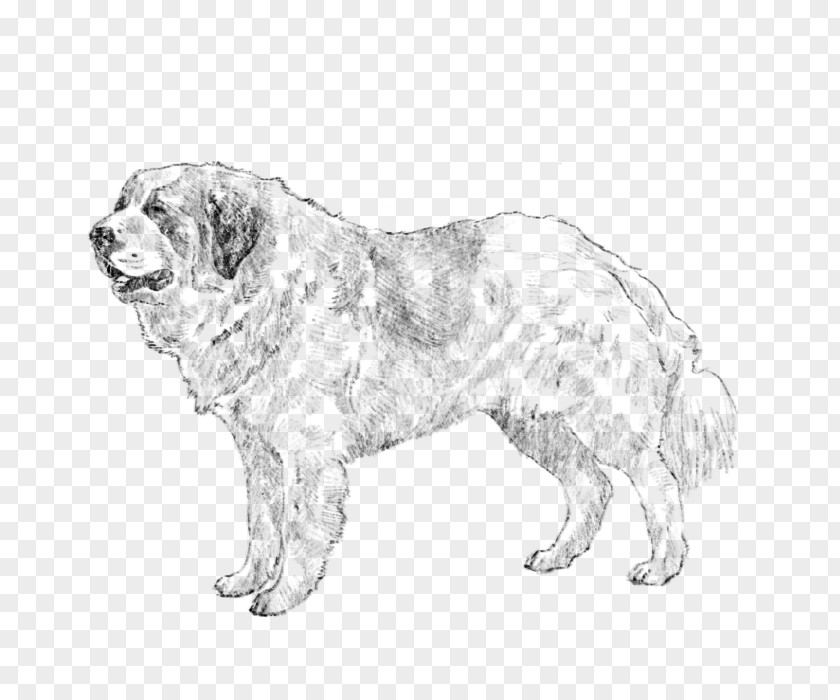 Labrador Retriever Coat Colour Genetics Ancient Dog Breeds Polish Tatra Sheepdog Sporting Group PNG