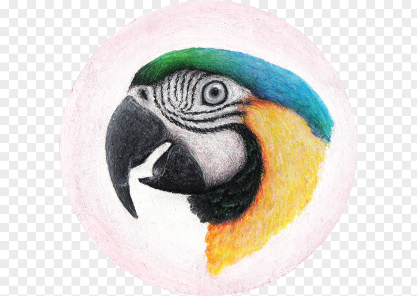 Parrot Watercolor Macaw Parakeet Beak Fauna PNG