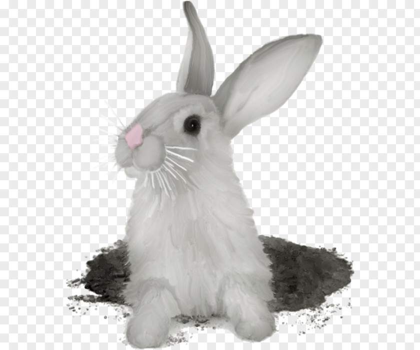 Rabbit Hare Domestic Rex PNG