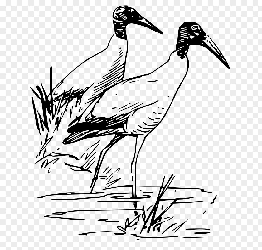Bird Vertebrate Duck Ibis Clip Art PNG