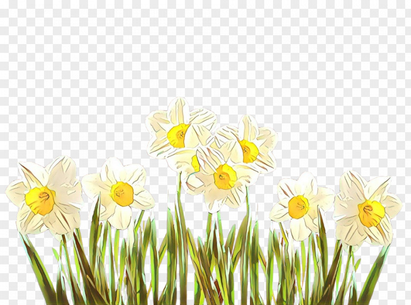 Daisy Spring PNG
