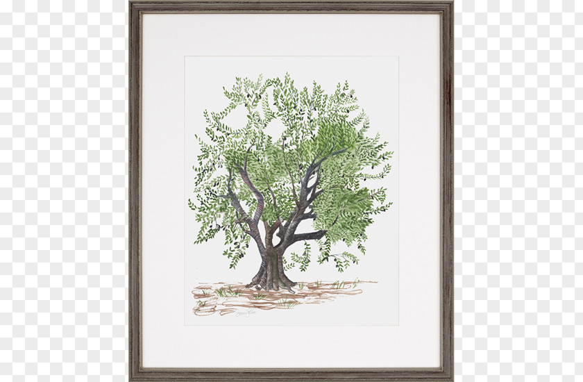 Painting Olive Trees Picture Frames Printing PNG