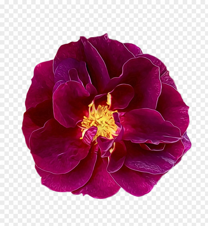 Rose PNG