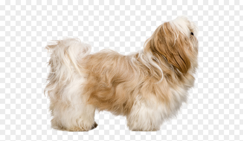 Shihtzu Shih Tzu Lhasa Apso Puppy Maltese Dog Breed PNG