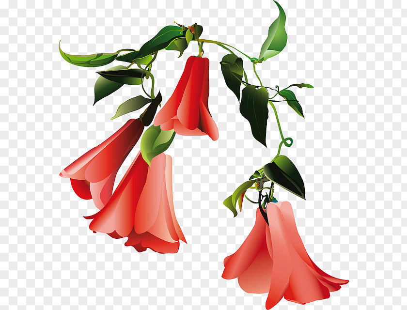 Chile Lapageria Floral Design Cut Flowers Plant PNG
