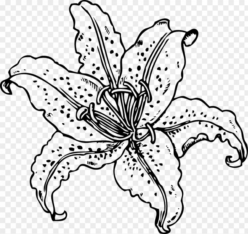 Drawing Flower Lilium 'Stargazer' Easter Lily Tiger Clip Art PNG
