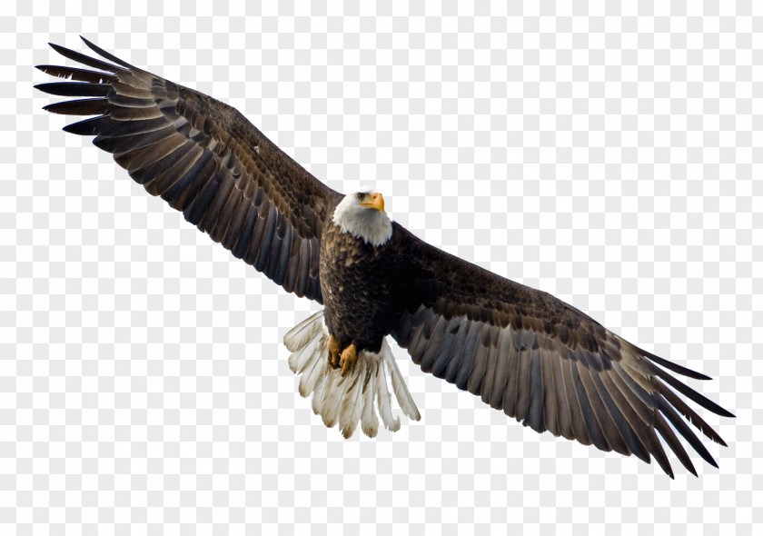 Flying Eagle Image Bald Clip Art PNG