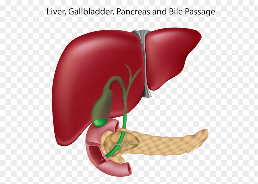Liver Human And Gallbladder Pancreas Bile Duct PNG