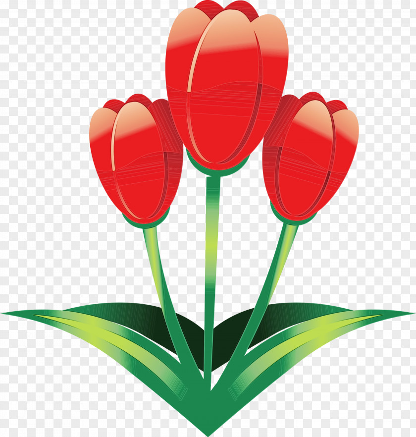 Tulip Flower Red Petal Plant PNG