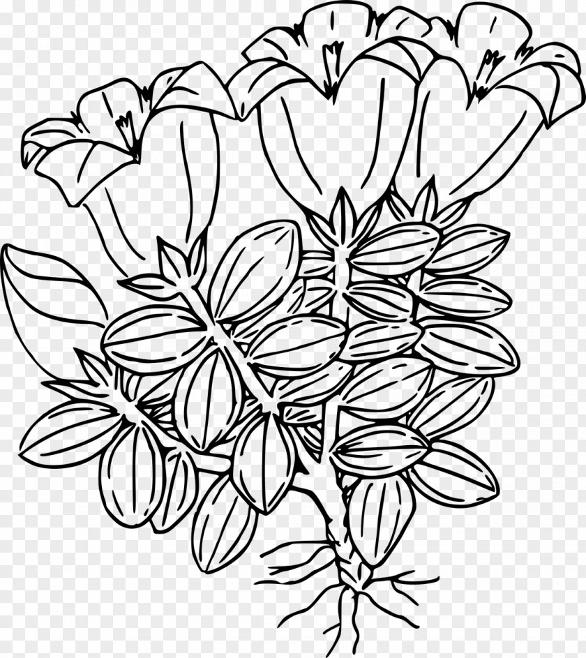 Wild Flower Drawing PNG
