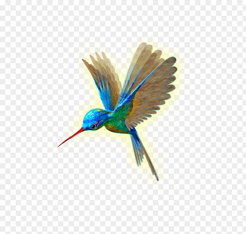 Beija Dlor Hummingbird Wing Flight PNG