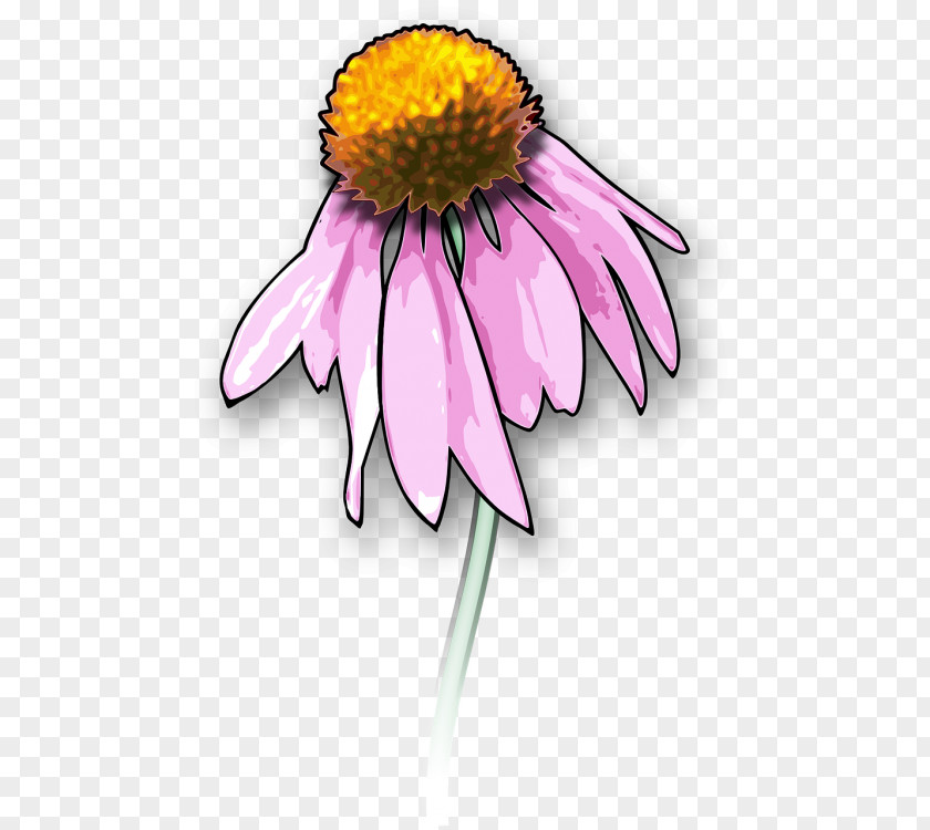 Black Eyed Susan Clip Art Drawing Death Openclipart Graphics PNG
