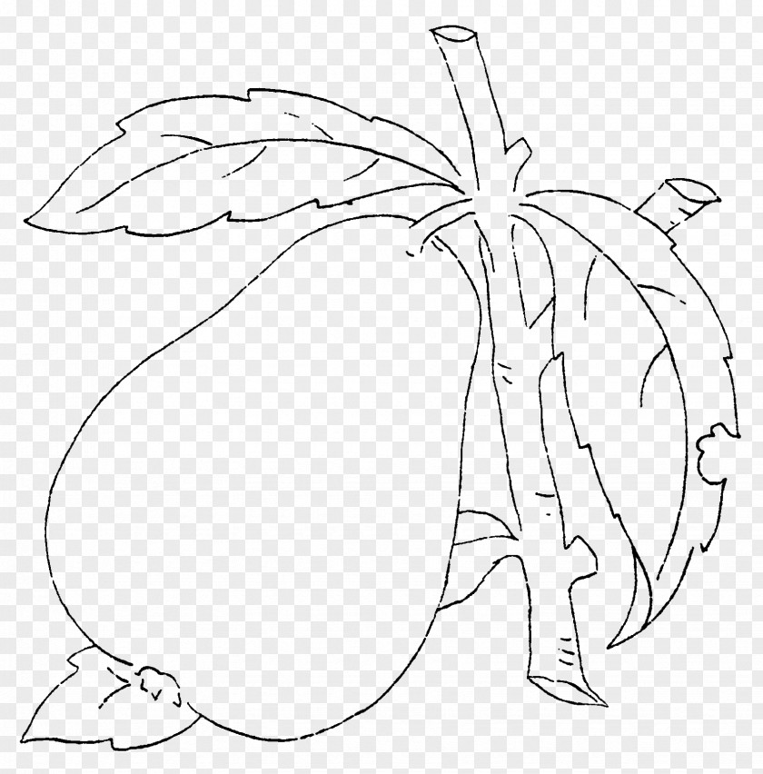 Branches On The Pear Pyrus Xd7 Bretschneideri Drawing Fruit PNG