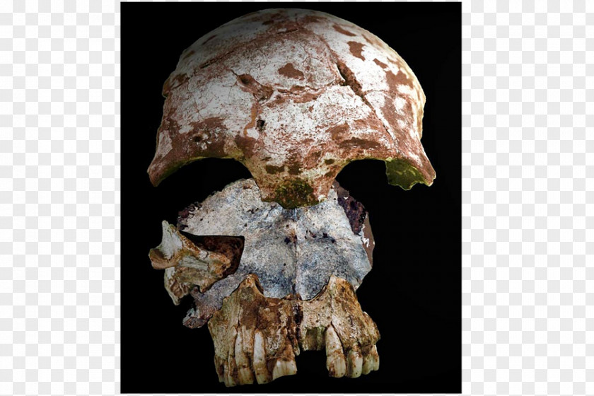 Skull Neanderthal Early Human Migrations Anatomically Modern Bone Skeleton PNG