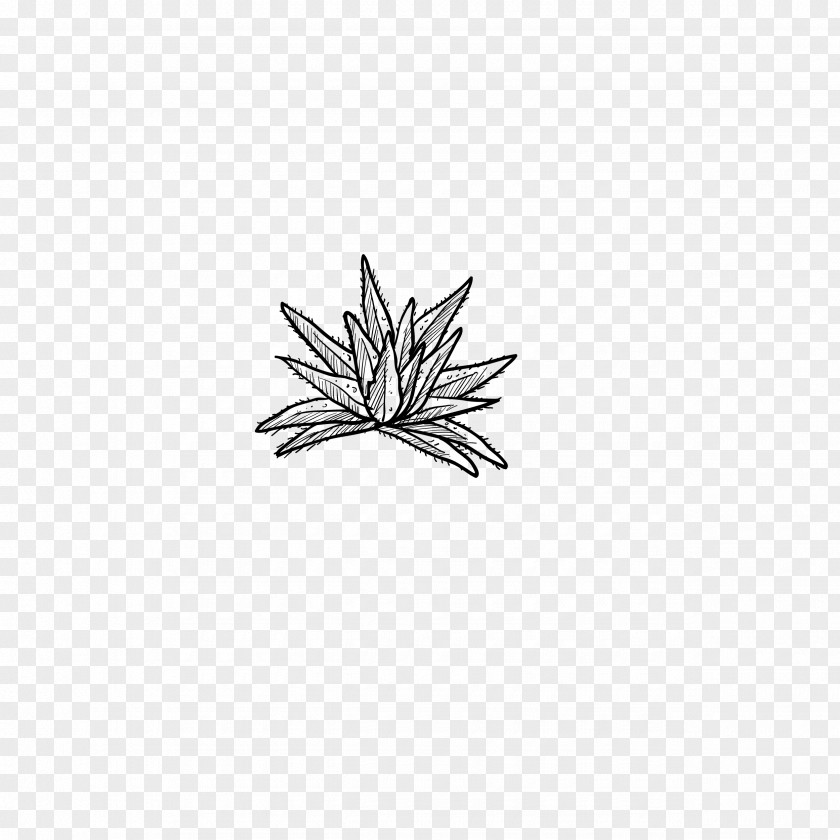 Aloe Drawing Black And White PNG