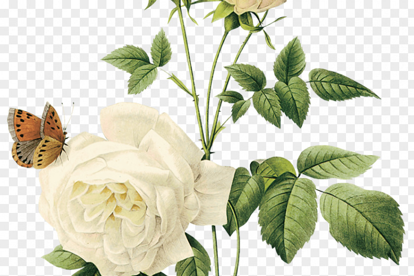 Bong Hoa Mai Rose Clip Art Flower Floral Design PNG