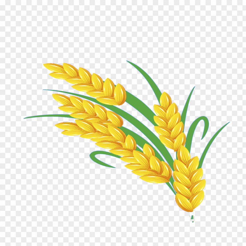 Golden Wheat PNG