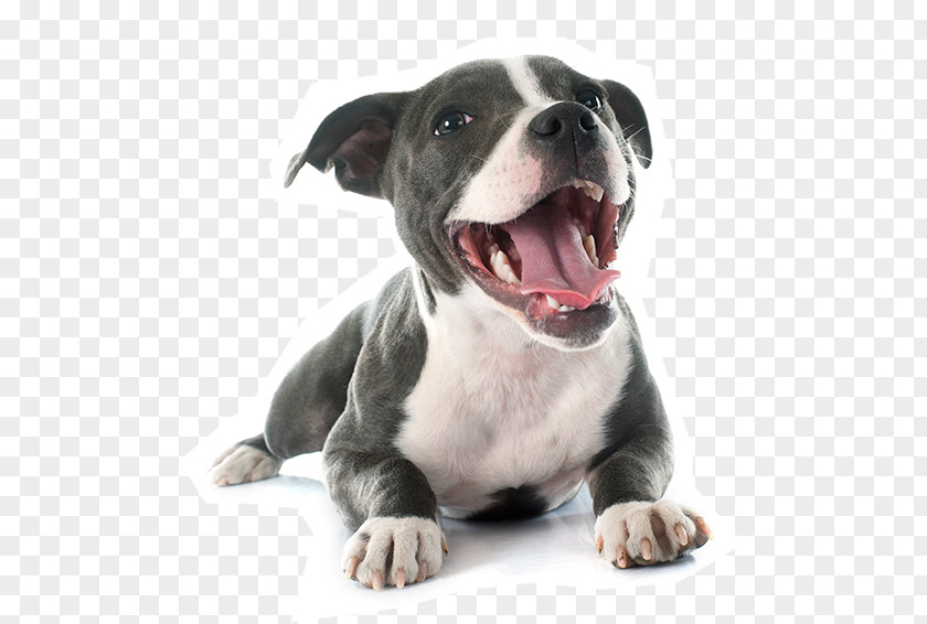Puppy American Pit Bull Terrier Staffordshire PNG