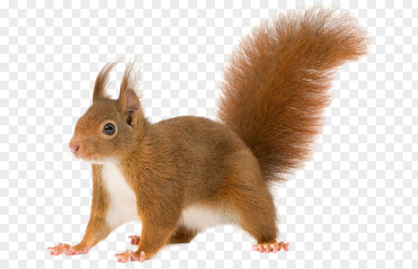 Squirrel Red Rodent Tree Squirrels Clip Art PNG