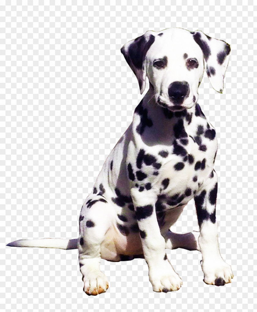 United States Dalmatian Dog Breed Companion The PNG