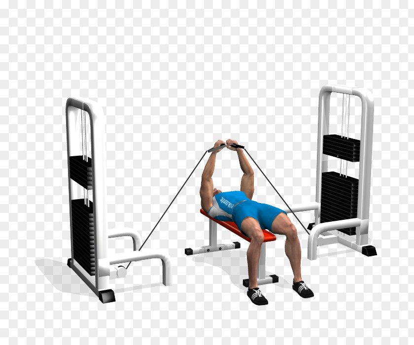 Bench Press Fly Dumbbell Fitness Centre PNG press Centre, chest muscle clipart PNG