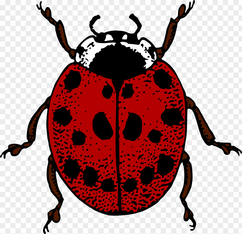 Bug Beetle Ladybird Adrien Agreste Clip Art PNG
