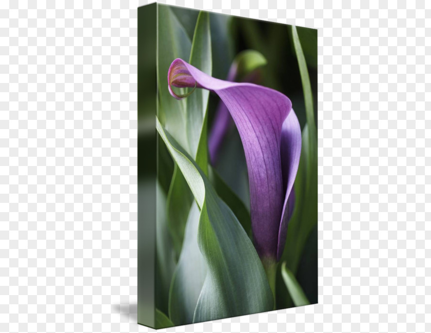 Calla Lily Canvas Print Arum Lilies Printing Art PNG