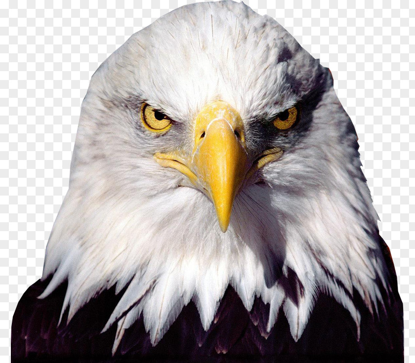 Eagle Bald Bird PNG