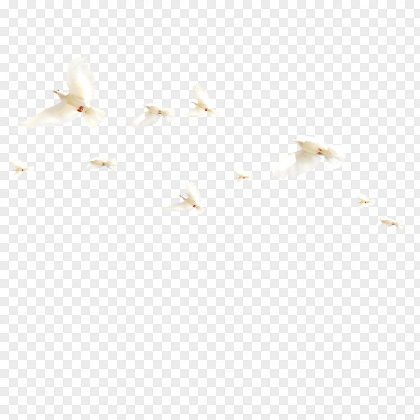 Flying Bird Drawing PNG
