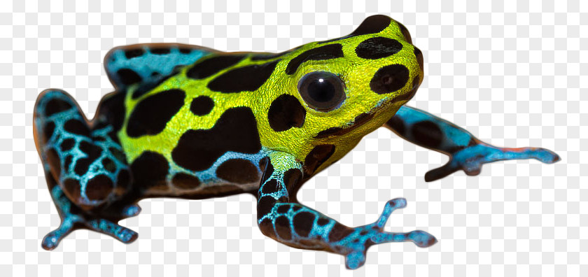 Frog True Yellow-banded Poison Dart Tree PNG