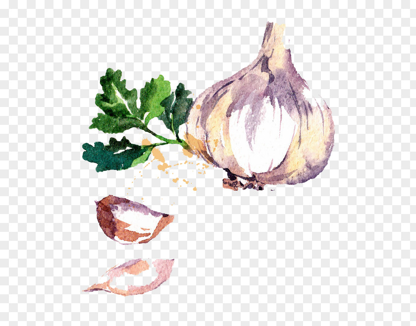 Onion Vegetables Chili Con Carne Garlic Watercolor Painting Drawing PNG