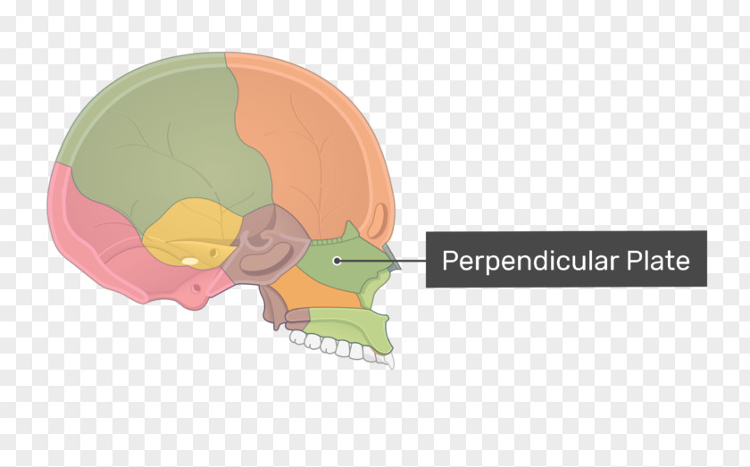 Skull Perpendicular Plate Of Ethmoid Bone Cribriform Anatomy PNG