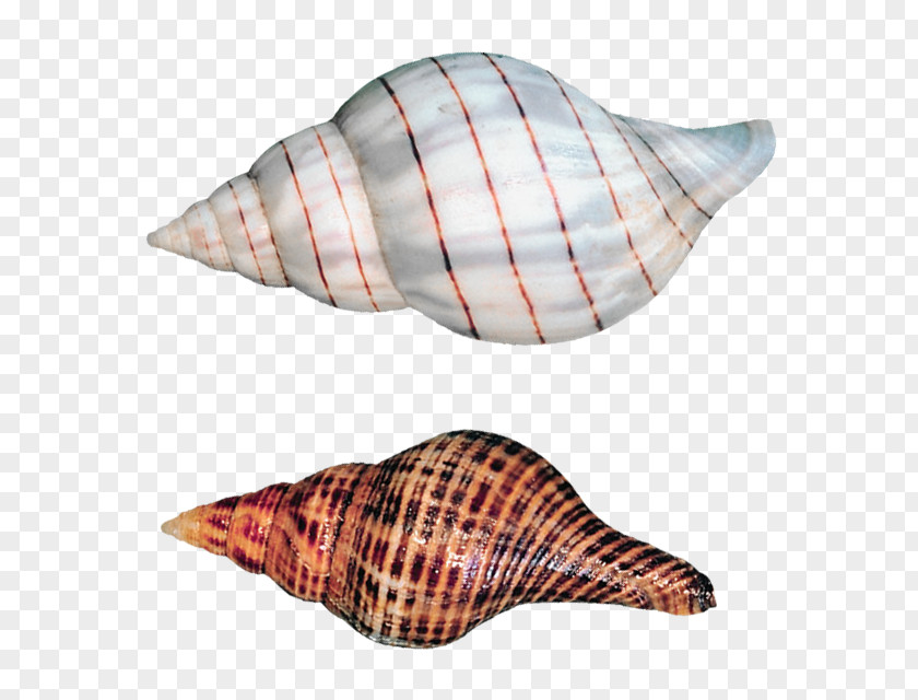 Transparent Sea Snails Shells Picture Clip Art PNG