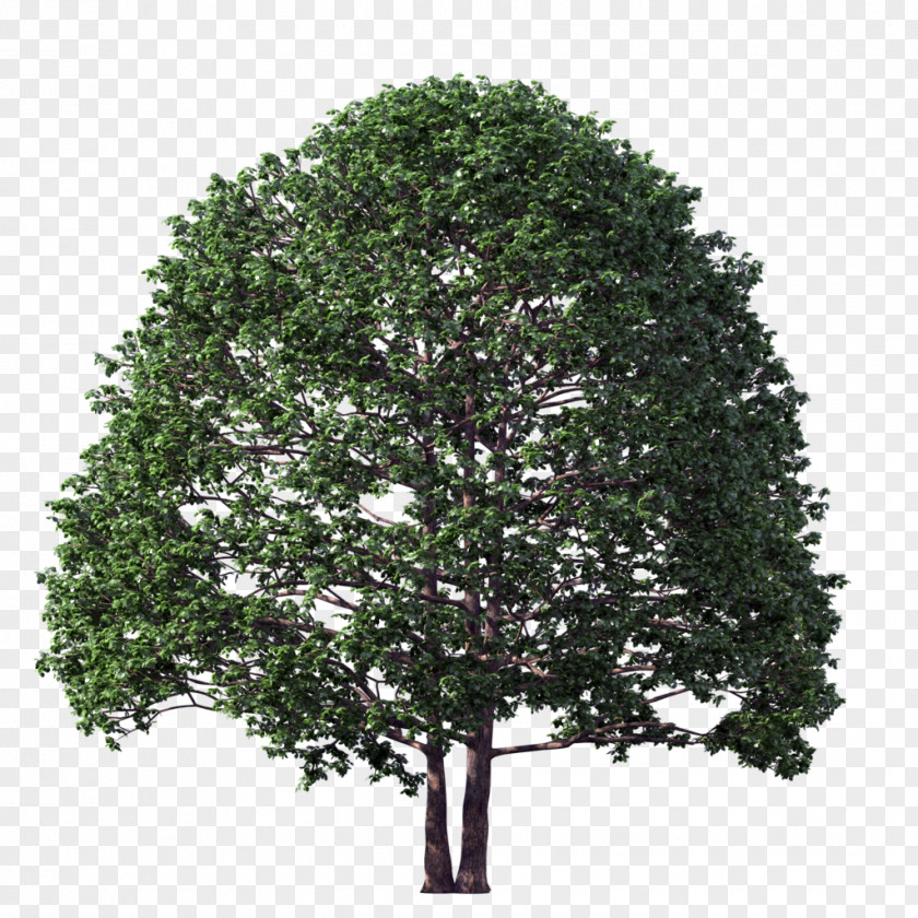 Walnut Tree DeviantArt PNG