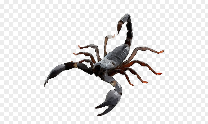 Claw Animal Figure Crab Scorpion Spider Arachnid Decapoda PNG