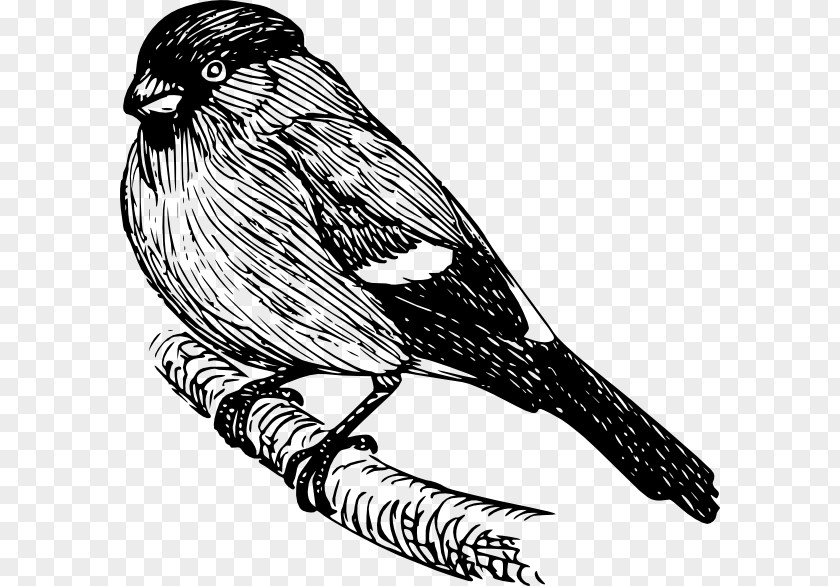 Disturbance Of Flies While Standing Bird Drawing Bullfinch Clip Art PNG