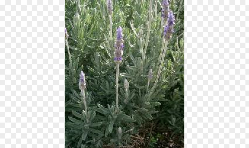 French Lavender English Plant Mints Leaf PNG