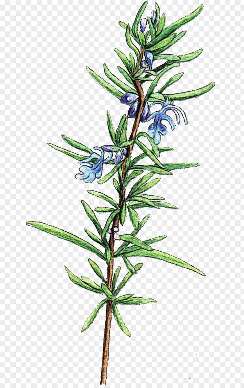 Herbaceous Plant Subshrub Rosemary PNG