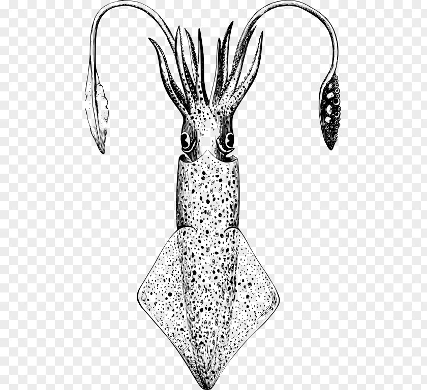 Line Drawing European Squid Art Giant PNG