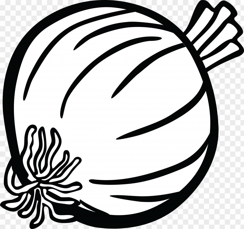 Onion Drawing Clip Art PNG