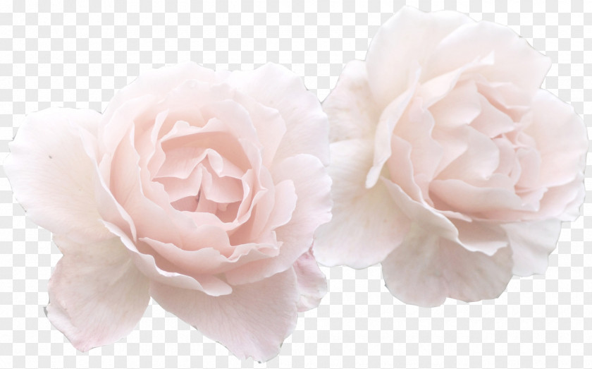Soft Flower Rose Pink Clip Art PNG