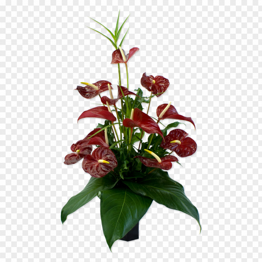 Tropical Flower Anthurium Andraeanum Bouquet Floristry Floral Design PNG