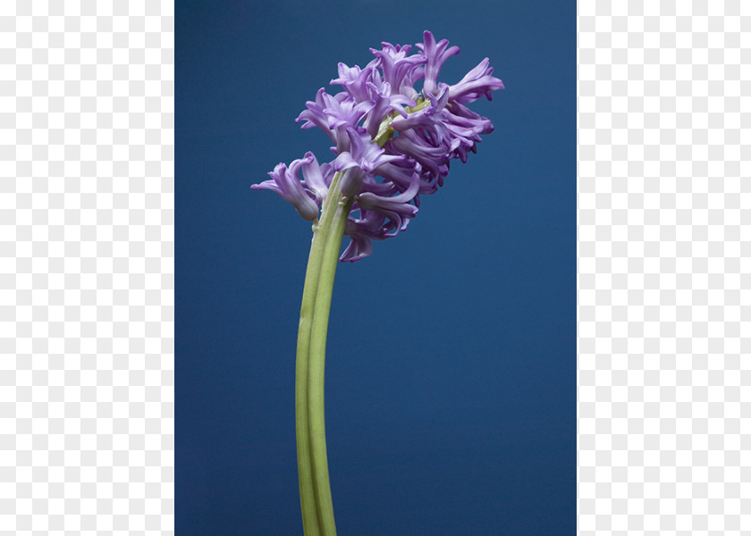 Violet Flower Plant Stem Hyacinth Color PNG