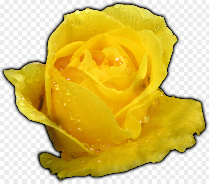 Yellow Rose Garden Roses Flower Floribunda PNG